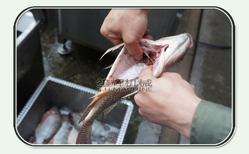 fish handling 1