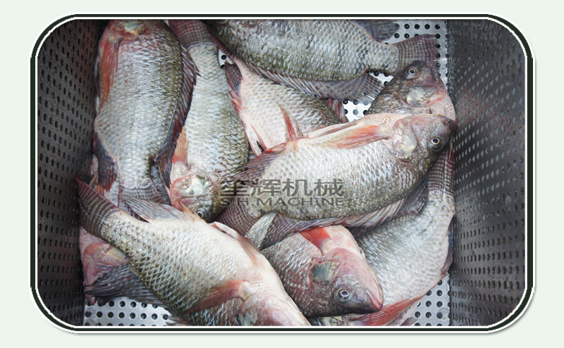 fish cleaning machine