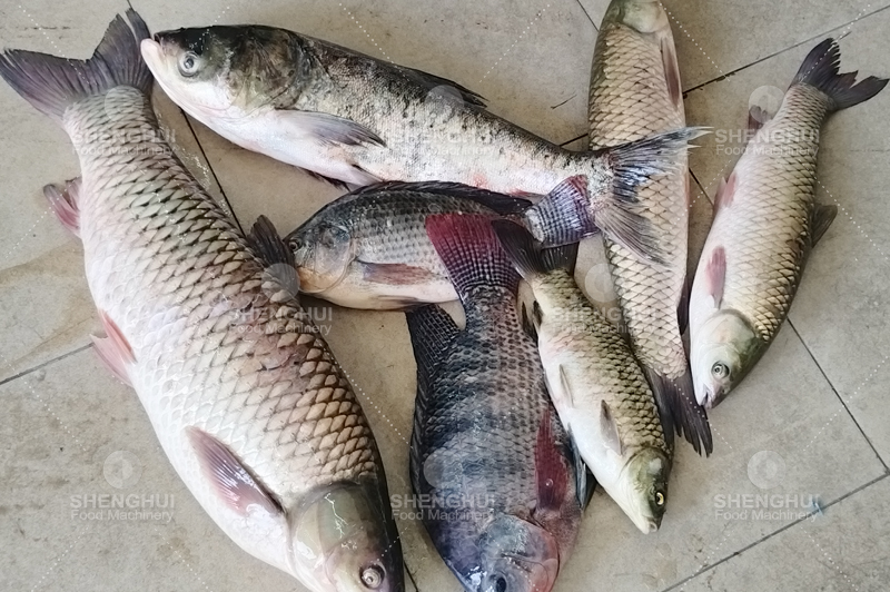 fish killing machine (8)