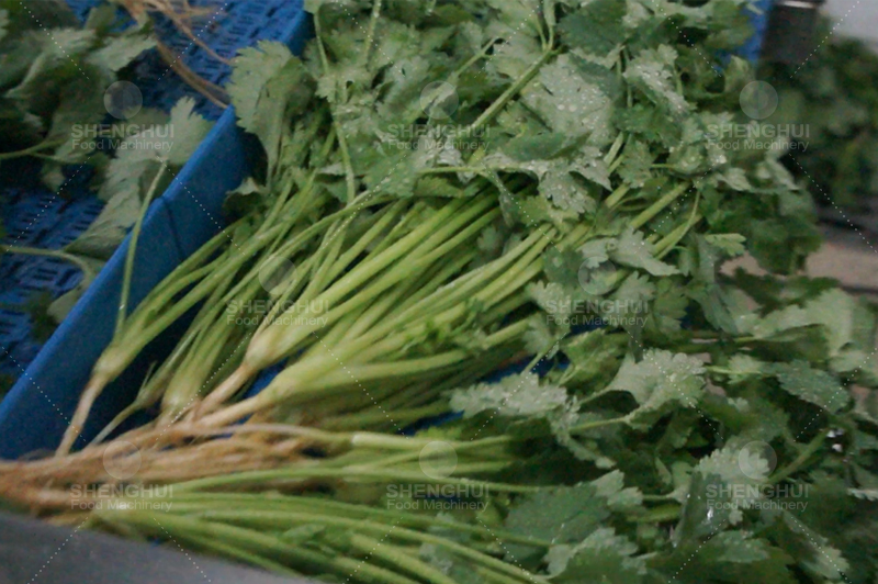 Coriander washing machine