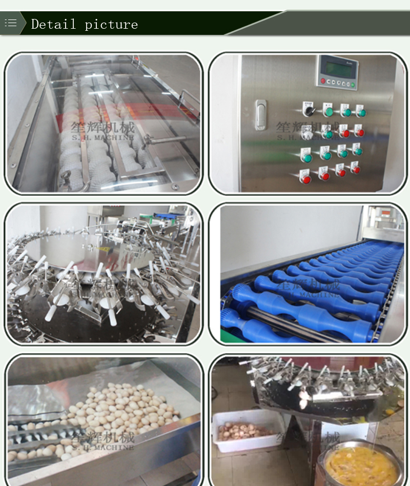 egg processing line (2)