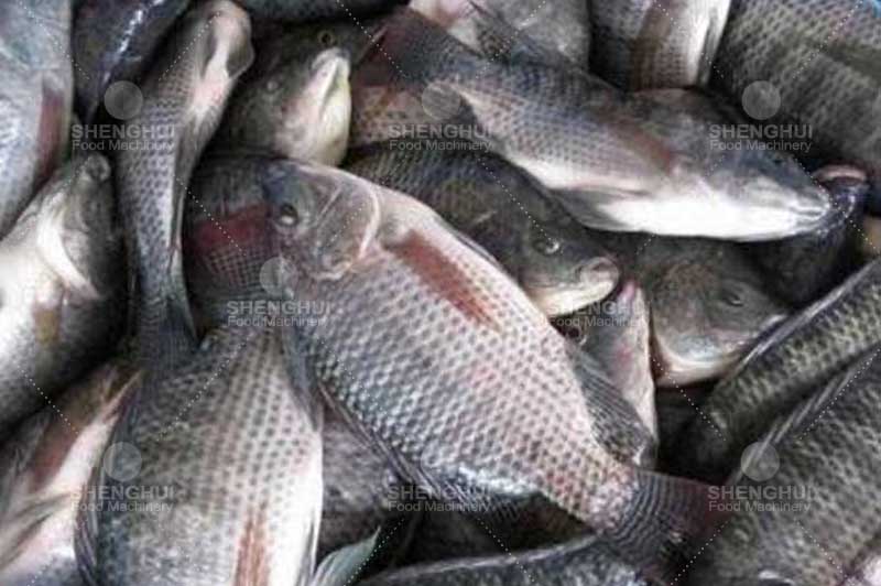 fish processing equipment 3