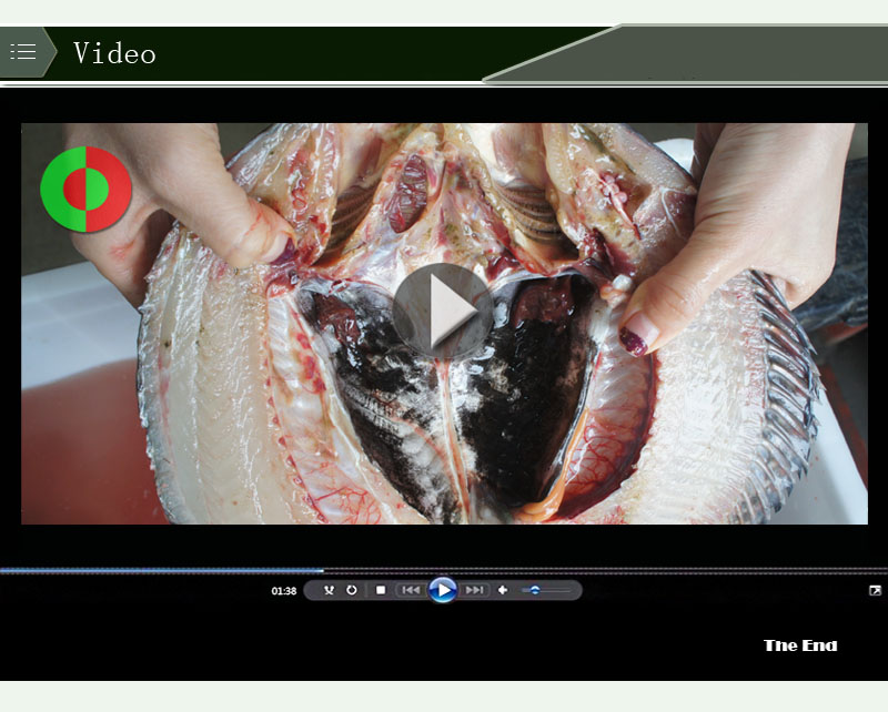 fish fillet cutting machine