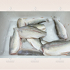 Customized fish head and tail removing machine canned dace processing machine tilapia mossambica cutting machine