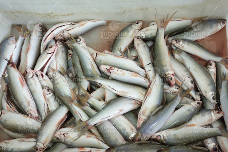 fish gutting machine