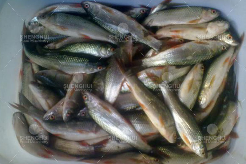 fish processing machinery 1