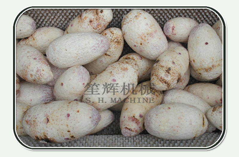 ginger cleaning machine