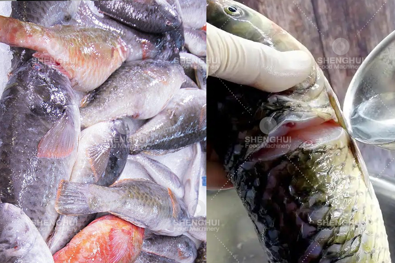 fish cleaning machine (13)