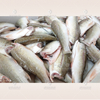 Automatic fish washing machine fish cleaning machine meat washer fish desalting machine 