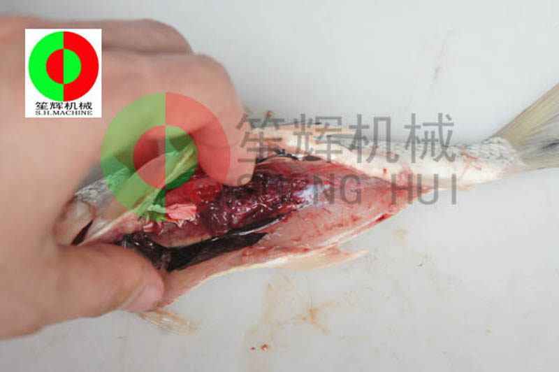 fish gutting machine
