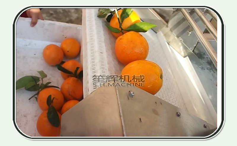 vegetable washing machine price-vegetable washing machine