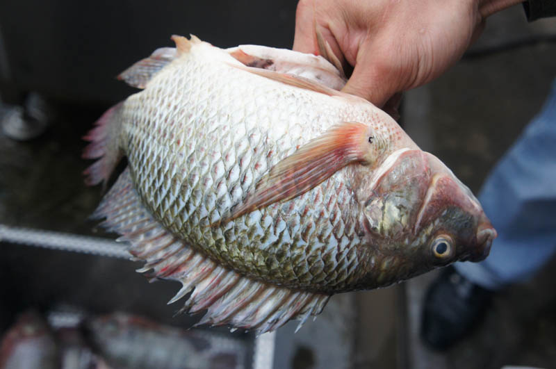 fish cleaning machine
