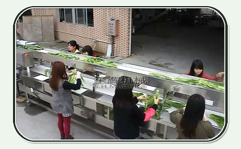 vegetable processor machine-sorting production line