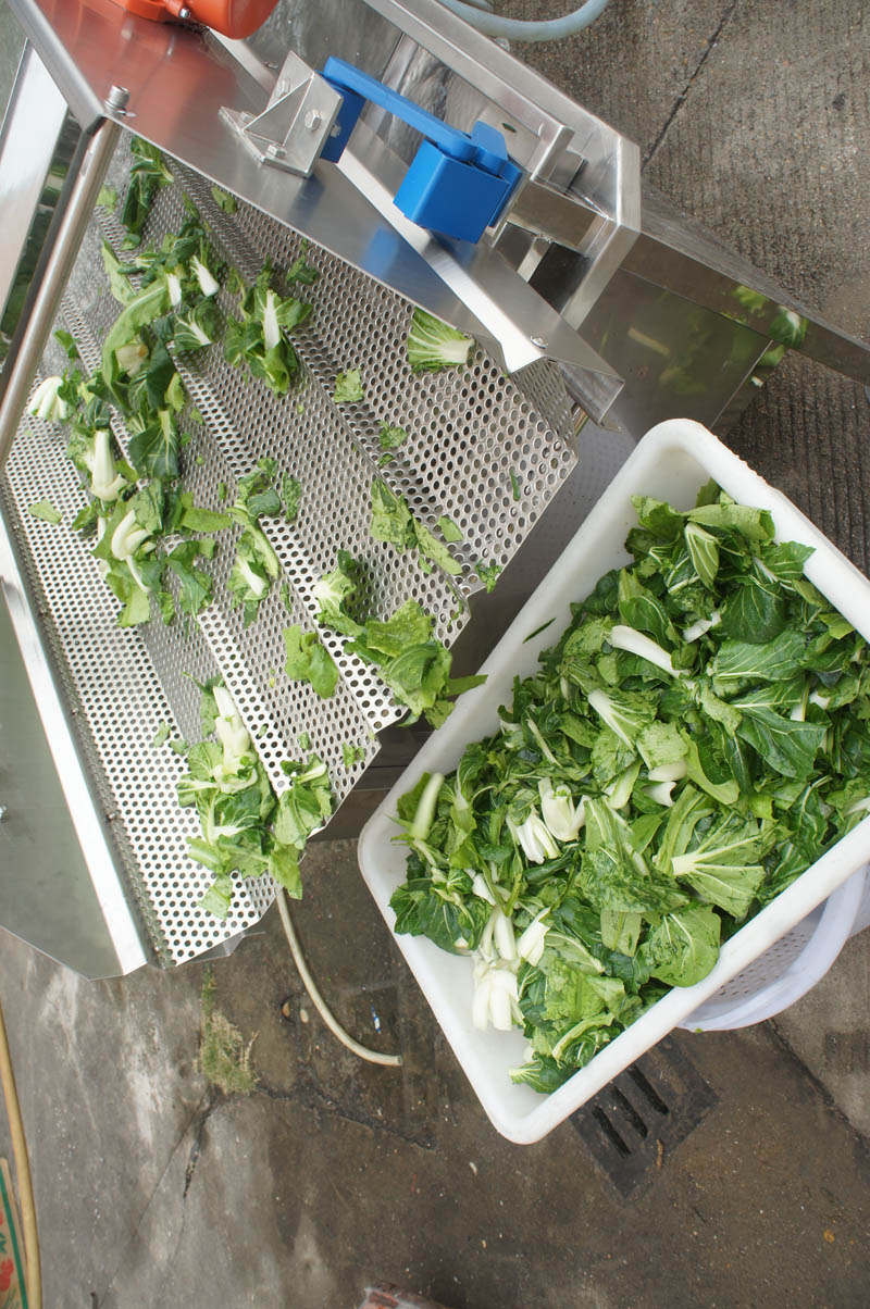 vegetable processing line