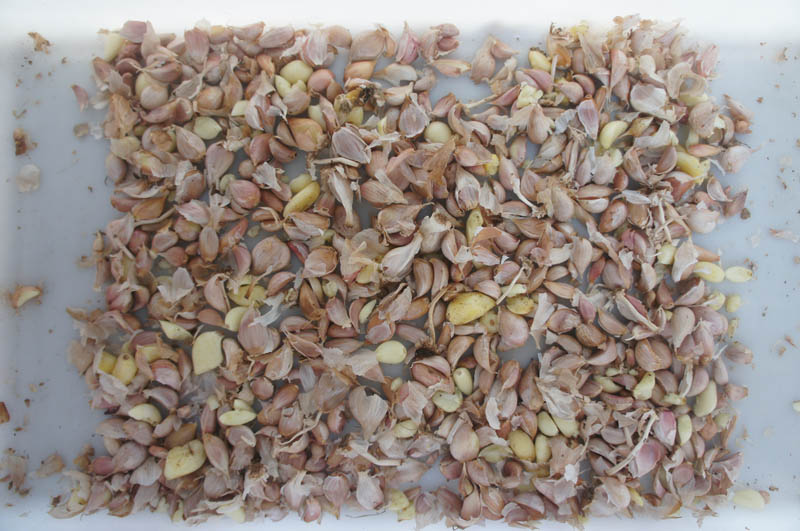 Garlic peeling machine is a kind of machine