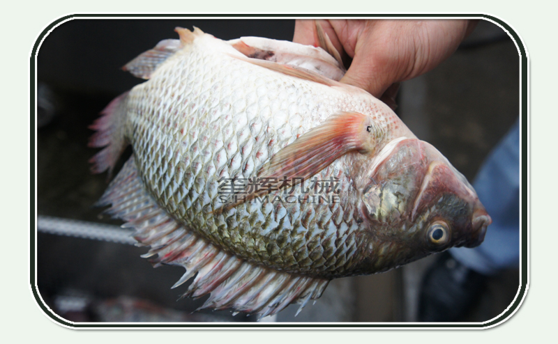 cleaner fish-food machine-fish machine