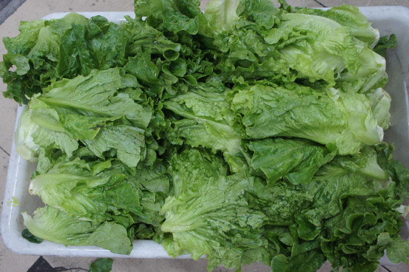 Vegetable washing machine manufacturers continue to increase